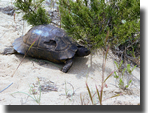 Testudo marginata